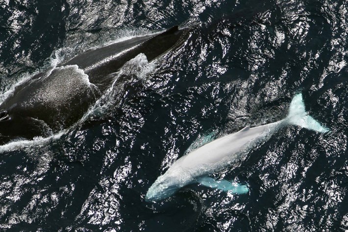 whale-and-albino-calf-side-by-side_2015_05_28